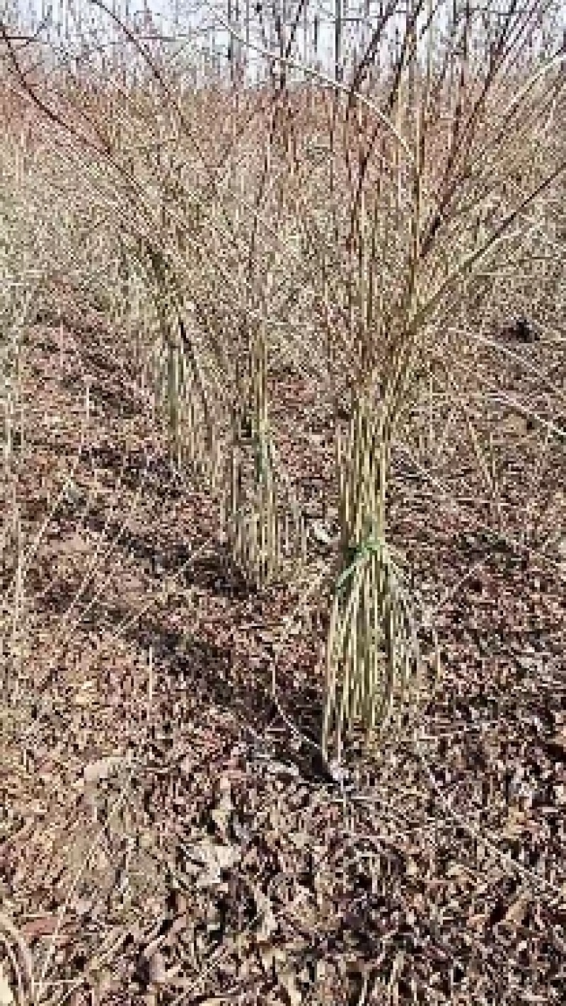 连翘花黄老虎花观花植物迎春花金钟花工程专用苗木连翘球