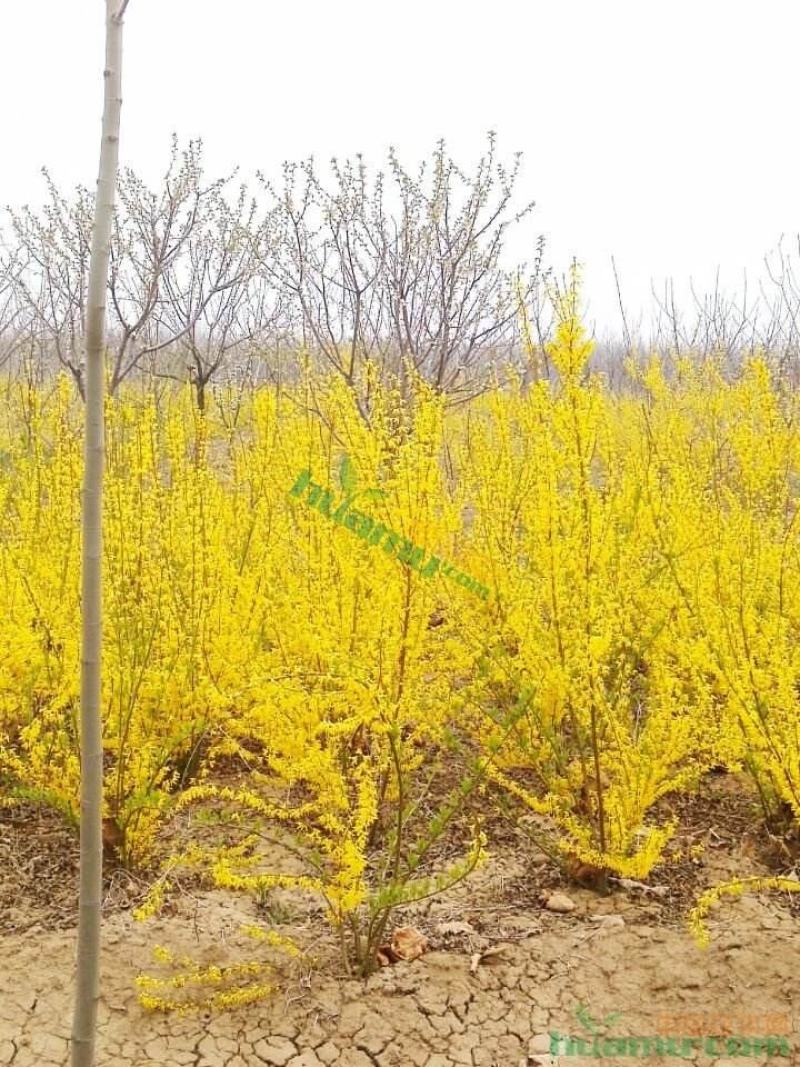 连翘花黄老虎花观花植物迎春花金钟花工程专用苗木连翘球