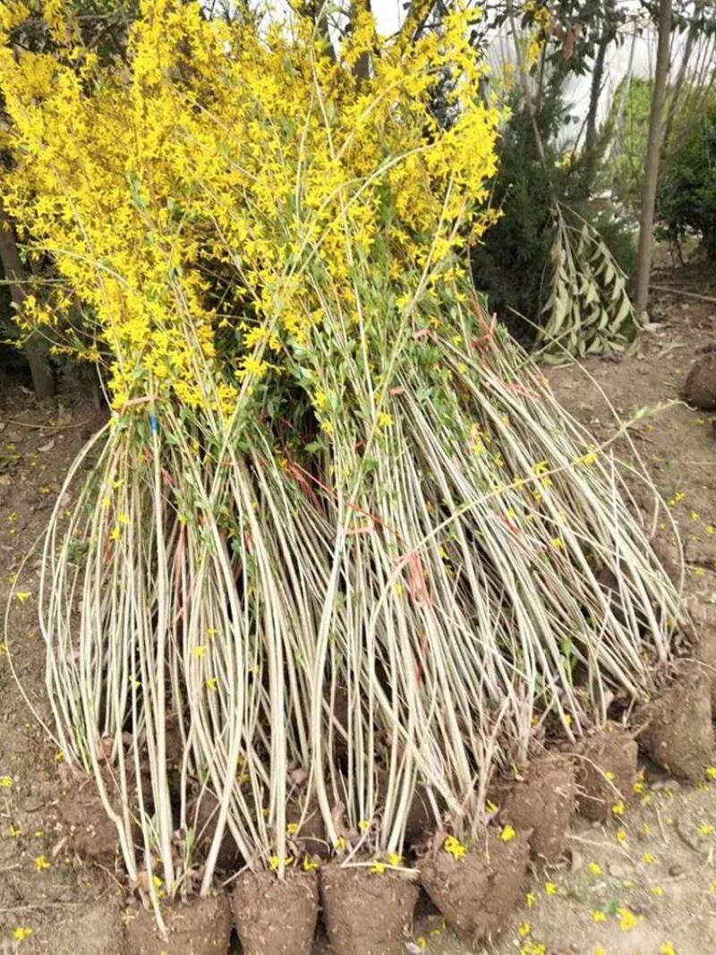 连翘花黄老虎花观花植物迎春花金钟花工程专用苗木连翘球