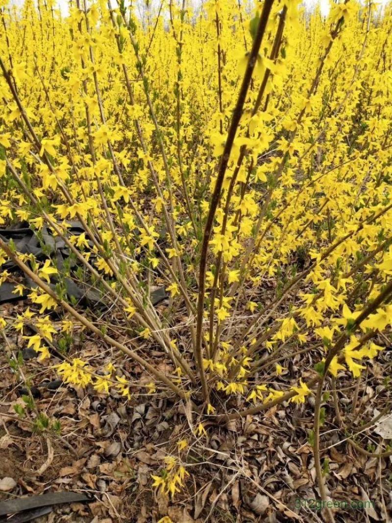 连翘花黄老虎花观花植物迎春花金钟花工程专用苗木连翘球