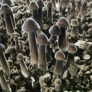 黑皮鸡枞菌
