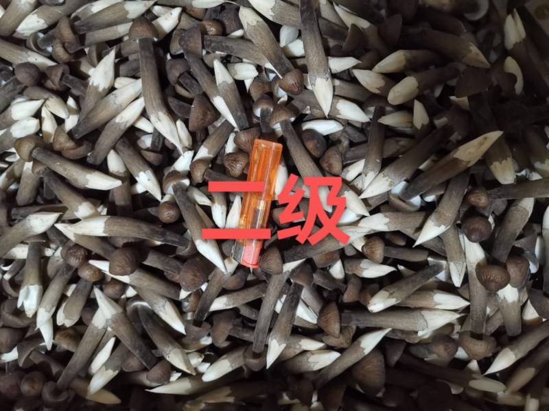 黑皮鸡枞菌