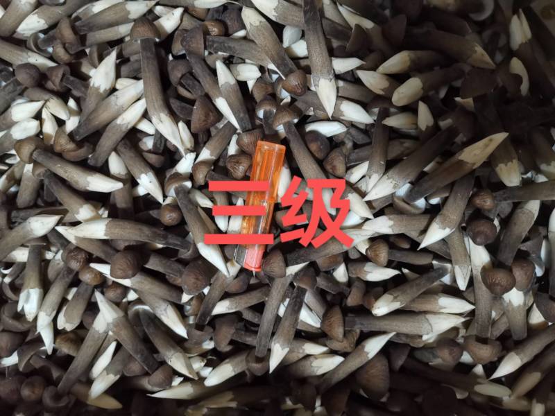 黑皮鸡枞菌