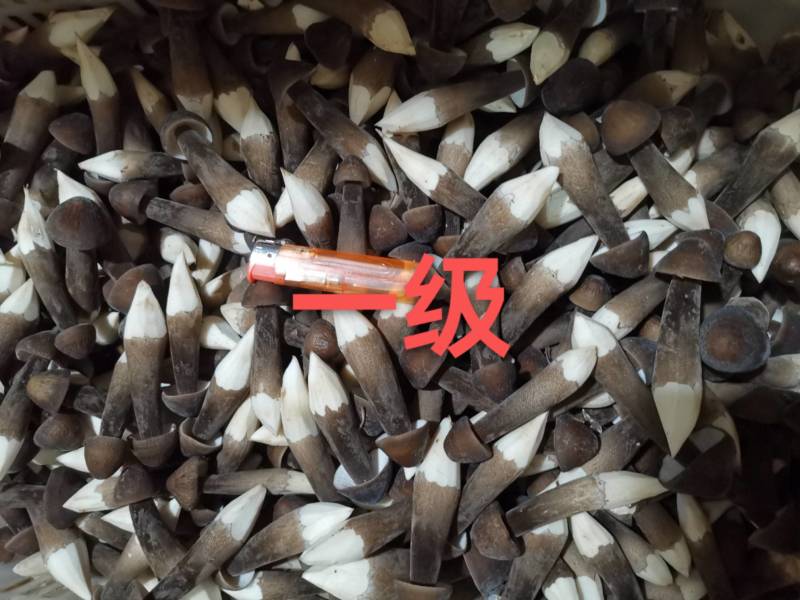 黑皮鸡枞菌