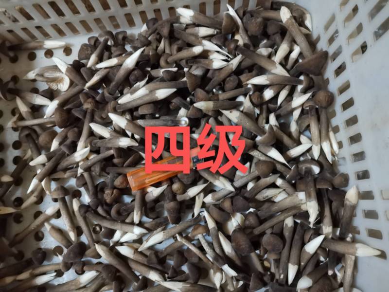 黑皮鸡枞菌