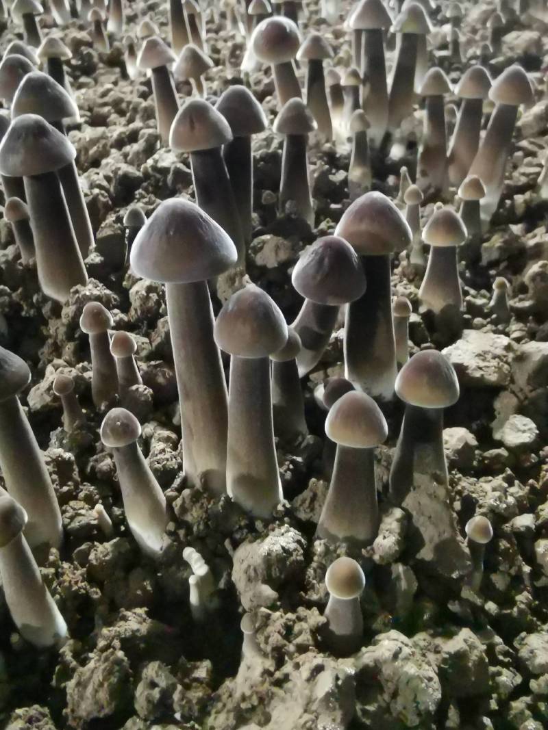 黑皮鸡枞菌
