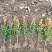 黄杨独杆树2022春季批发销售名贵树种庭院**