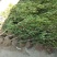 黄杨独杆树2022春季批发销售名贵树种庭院**