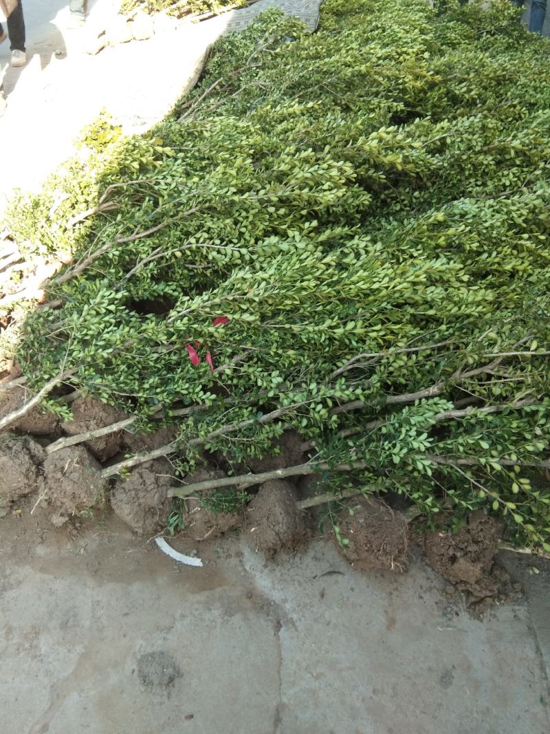 黄杨独杆树2022春季批发销售名贵树种庭院**