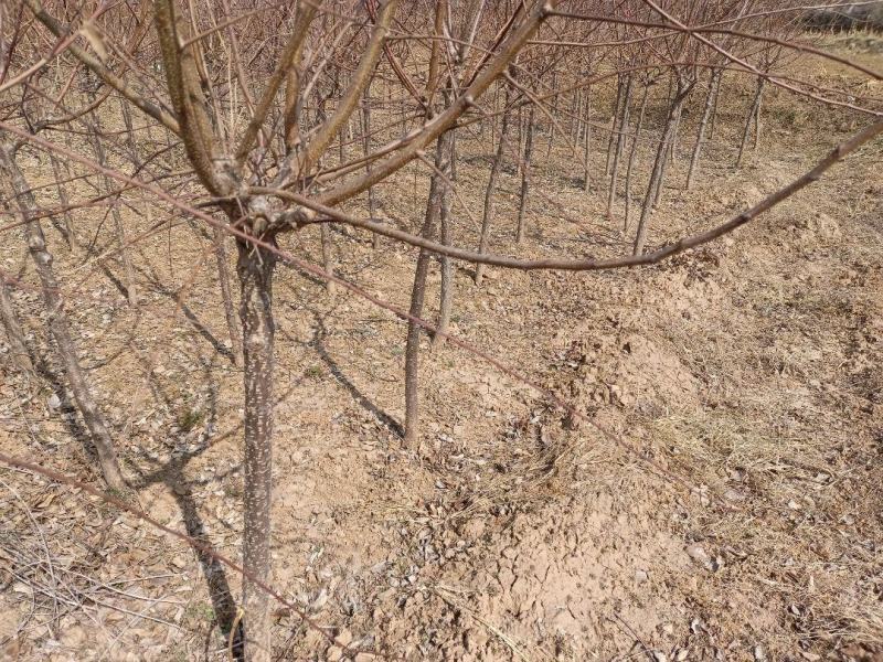 山西绛县优质苗木基地大量供应各种规格的山杏树苗2到5公分