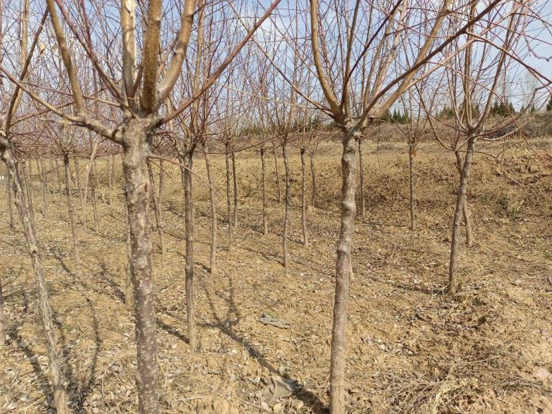 山西绛县优质苗木基地大量供应各种规格的山杏树苗2到5公分