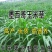 进口墨西哥玉米草种籽牧草四季养殖牛羊鱼猪鹅再生畜牧玉米草