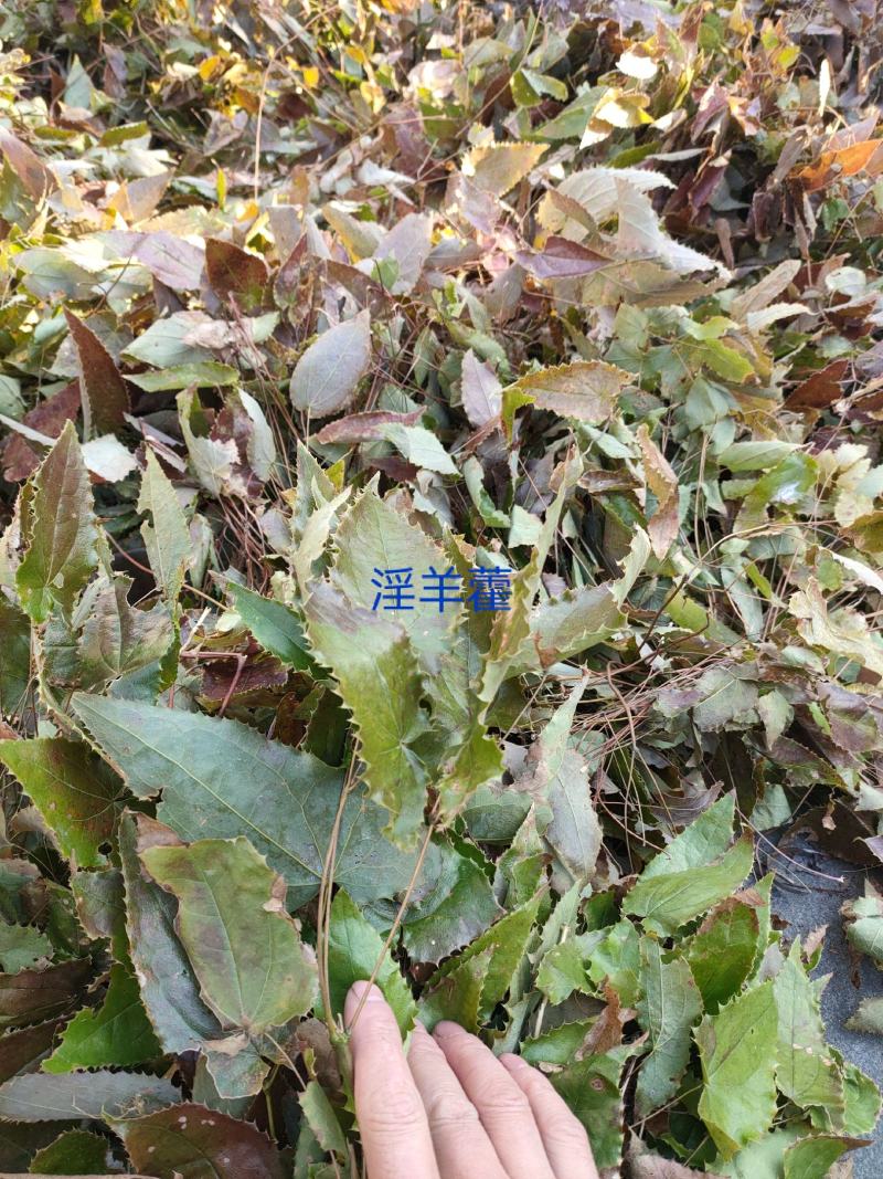 秦岭深山淫羊藿，纯野生资源，翦叶淫羊藿杆叶