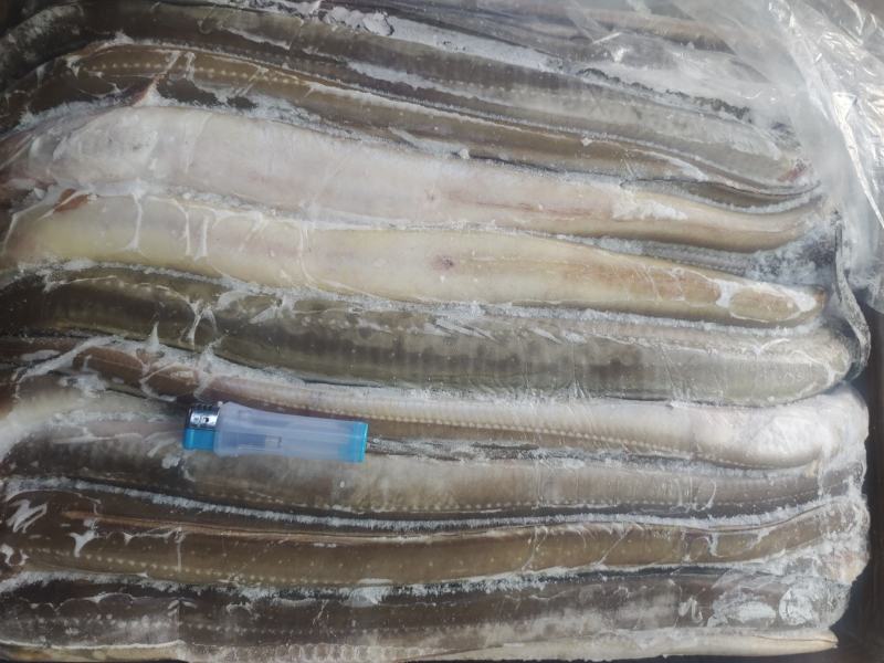 鳗鱼，星鳗鱼船东高质量各种规格的海鳗鱼星鳗鱼