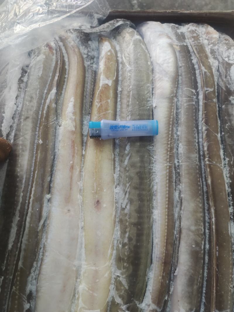 鳗鱼，星鳗鱼船东高质量各种规格的海鳗鱼星鳗鱼