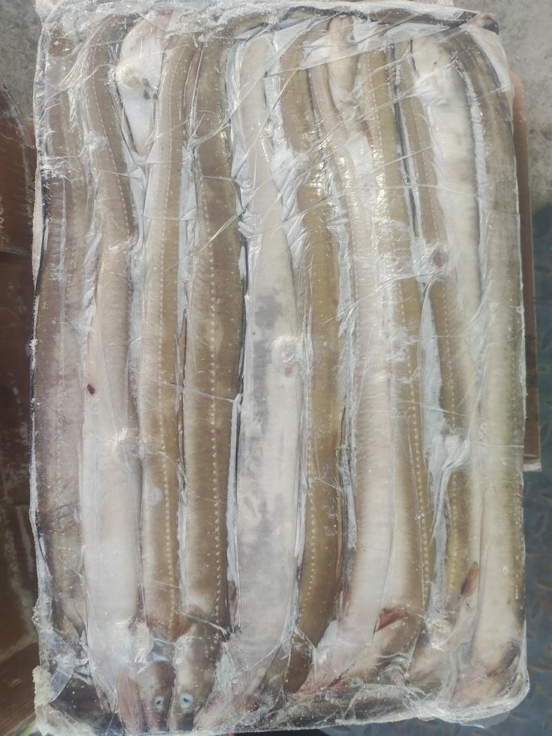 鳗鱼，星鳗鱼船东高质量各种规格的海鳗鱼星鳗鱼