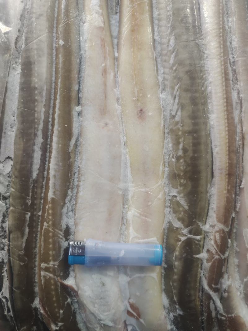 鳗鱼，星鳗鱼船东高质量各种规格的海鳗鱼星鳗鱼