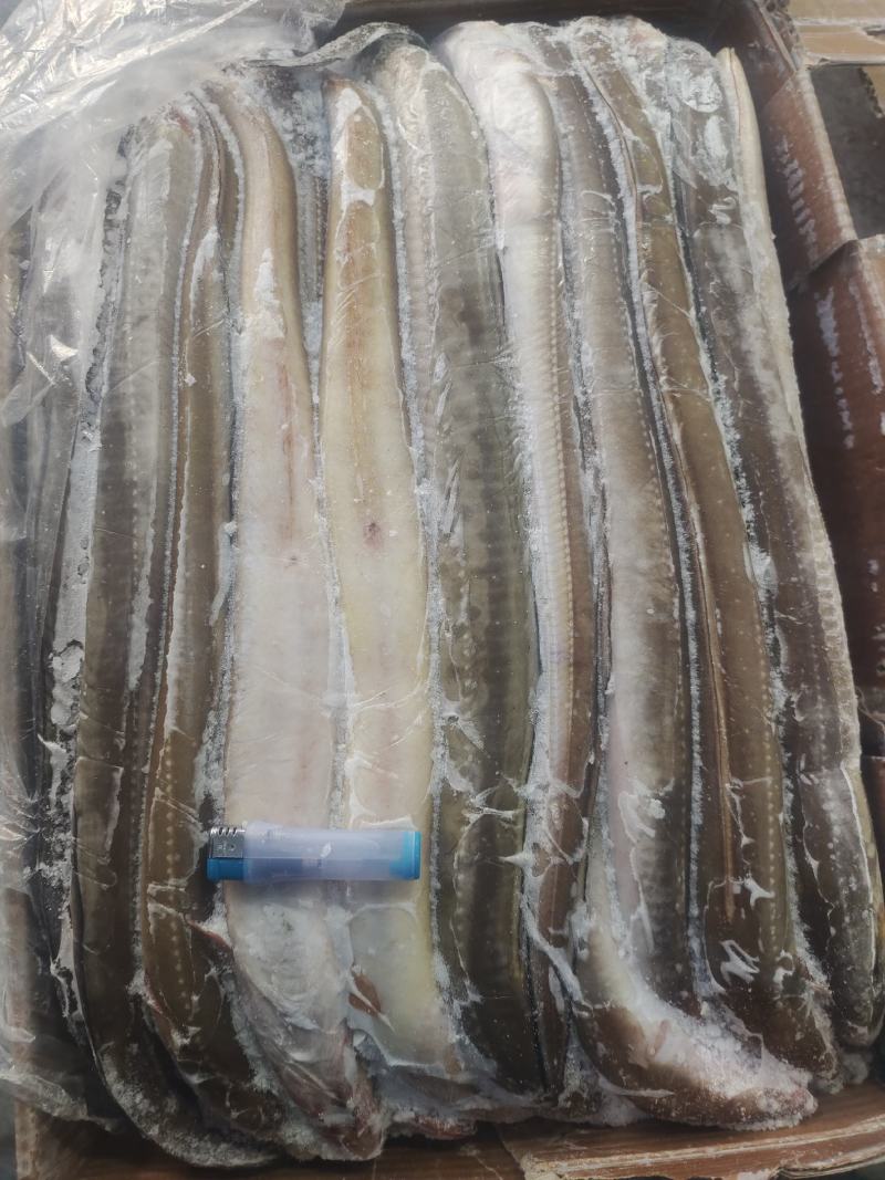 鳗鱼，星鳗鱼船东高质量各种规格的海鳗鱼星鳗鱼