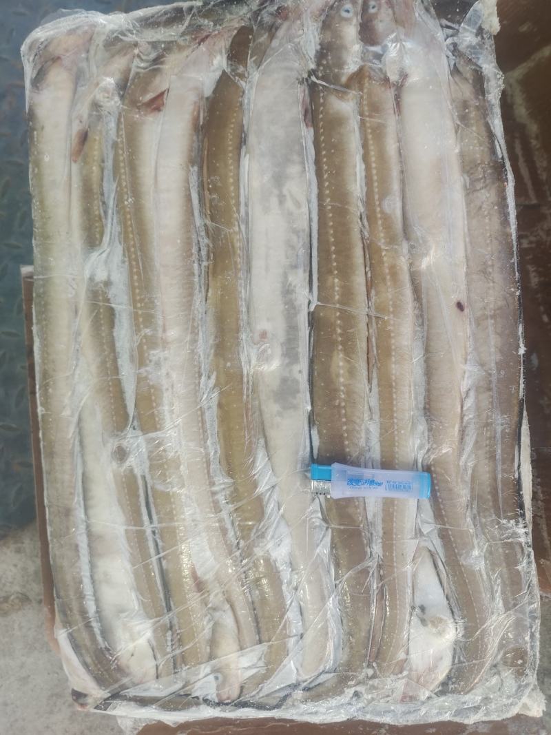 鳗鱼，星鳗鱼船东高质量各种规格的海鳗鱼星鳗鱼
