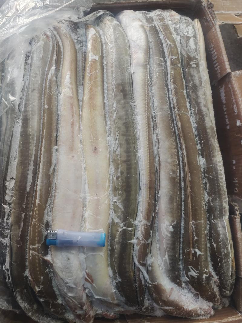 鳗鱼，星鳗鱼船东高质量各种规格的海鳗鱼星鳗鱼
