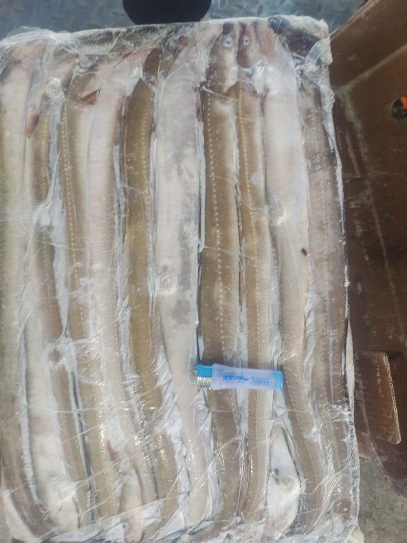 鳗鱼，星鳗鱼船东高质量各种规格的海鳗鱼星鳗鱼