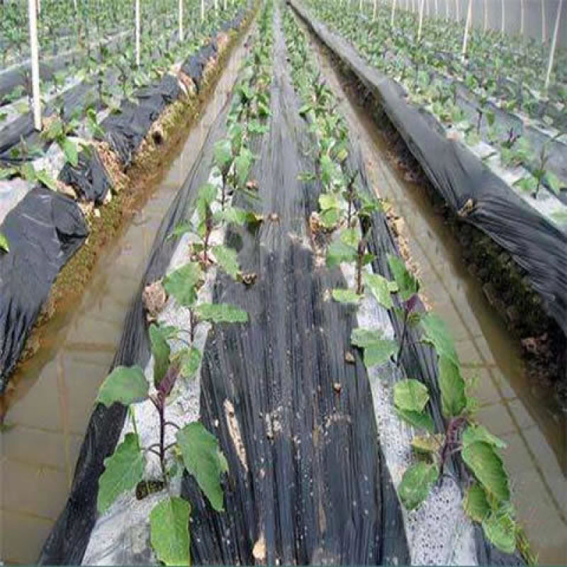 黑白相间农用地膜单白双白地膜保温保湿除草蔬菜药材庄稼种植