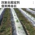 黑白相间农用地膜单白双白地膜保温保湿除草蔬菜药材庄稼种植