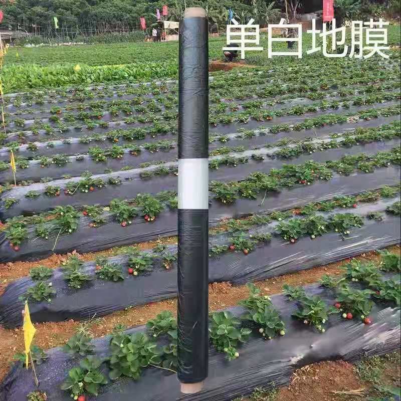 黑白相间农用地膜单白双白地膜保温保湿除草蔬菜药材庄稼种植