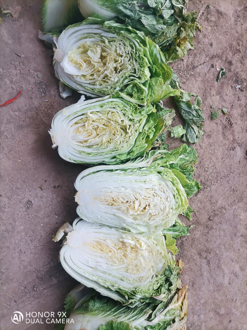 精品大白菜，小包头新菜大量上市品质优良，价格优惠