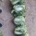 精品大白菜，小包头新菜大量上市品质优良，价格优惠