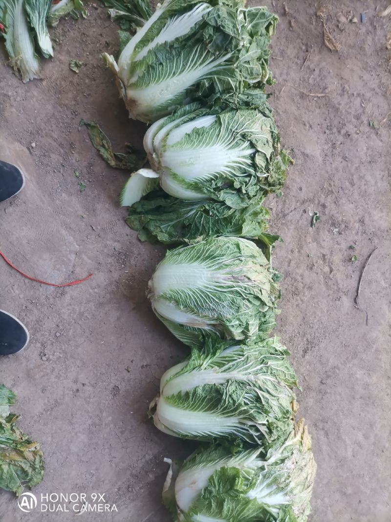 精品大白菜，小包头新菜大量上市品质优良，价格优惠