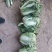 精品大白菜，小包头新菜大量上市品质优良，价格优惠