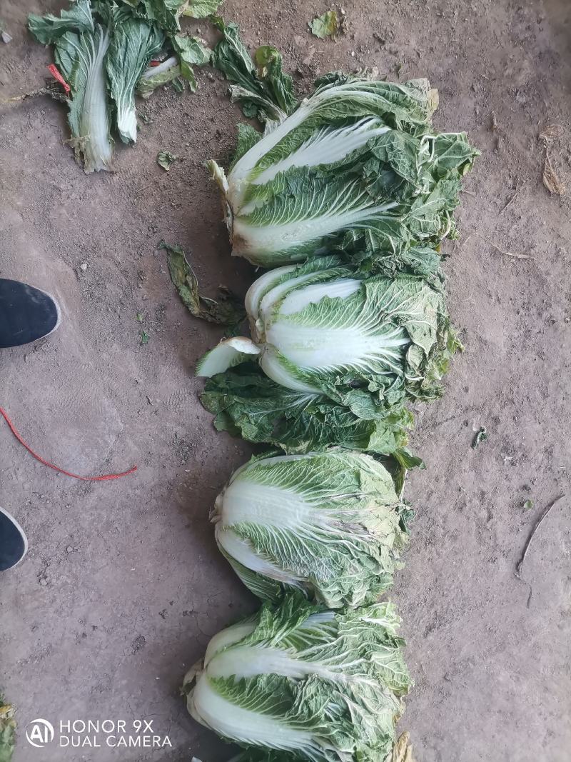 精品大白菜，小包头新菜大量上市品质优良，价格优惠