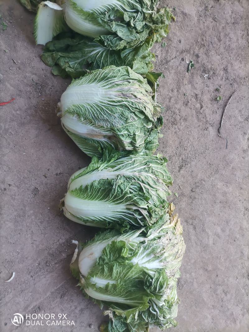 精品大白菜，小包头新菜大量上市品质优良，价格优惠