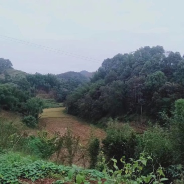 5000亩水田出租