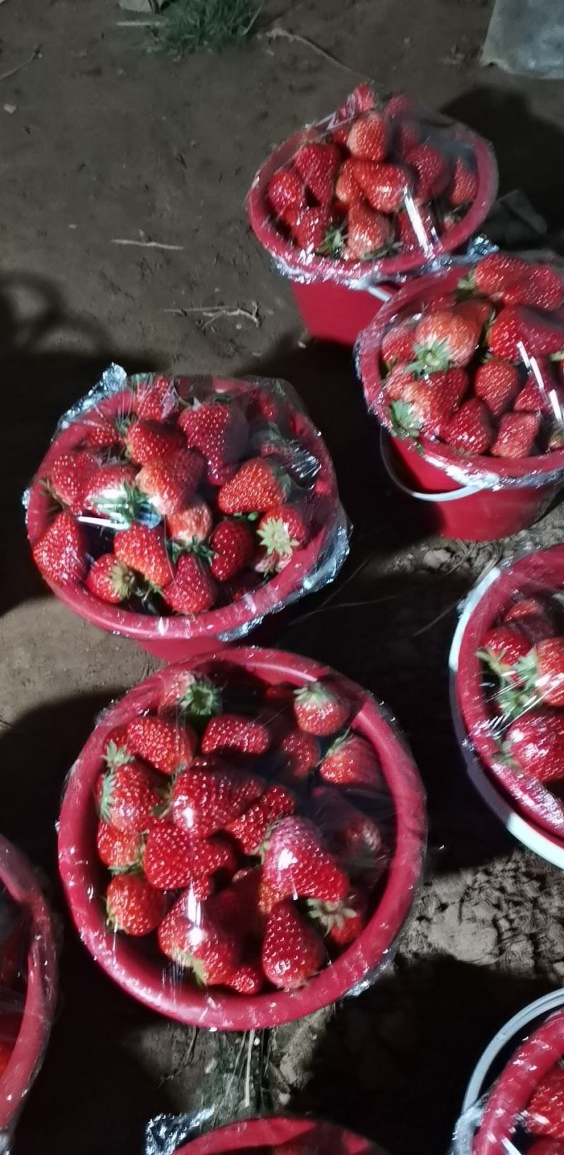 （顺平）草莓基地现摘现发保质保量