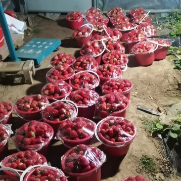 （顺平）草莓基地现摘现发保质保量