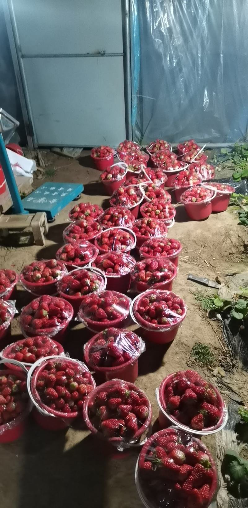 （顺平）草莓基地现摘现发保质保量