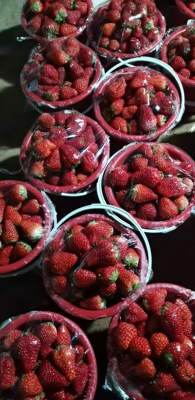 （顺平）草莓基地现摘现发保质保量