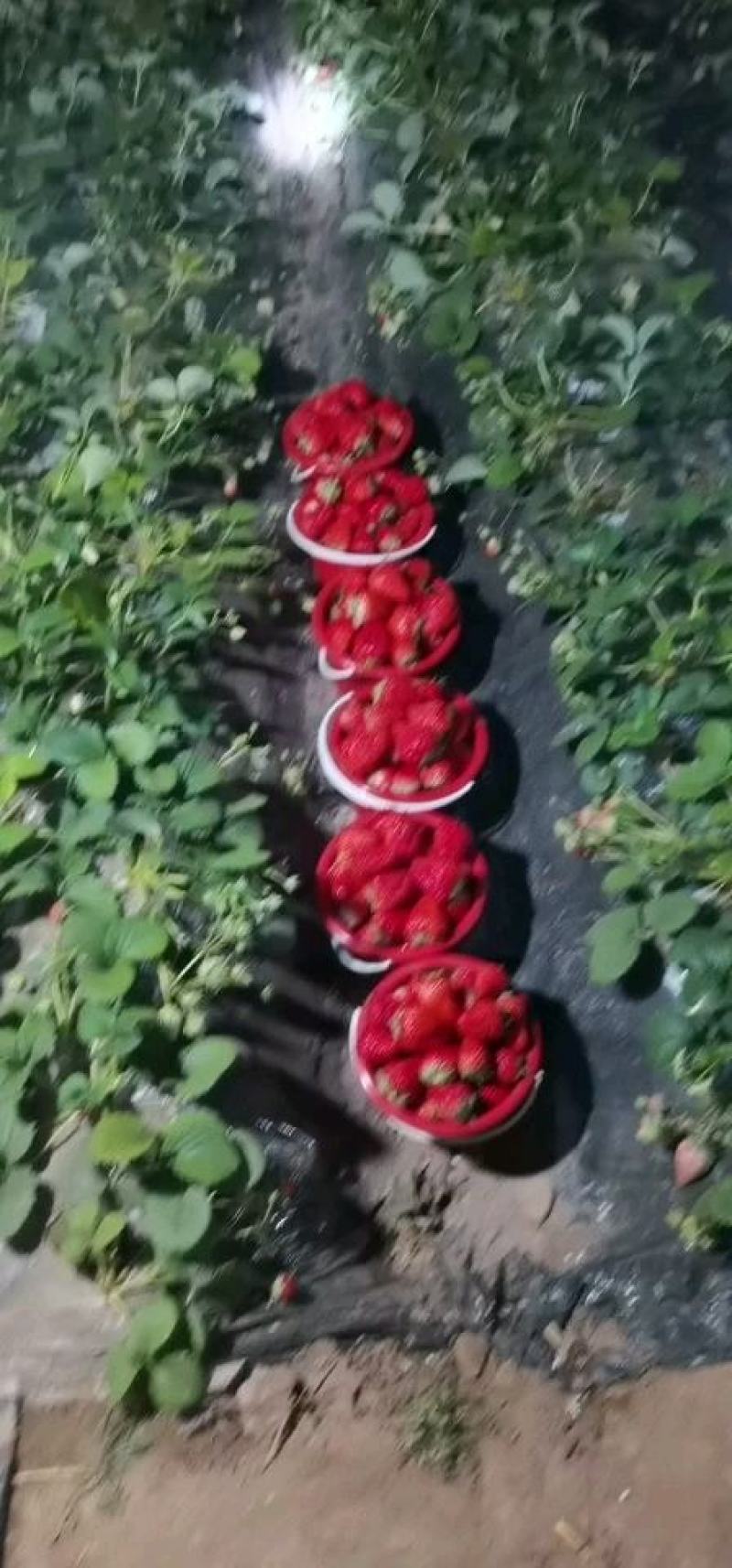 （顺平）草莓基地现摘现发保质保量
