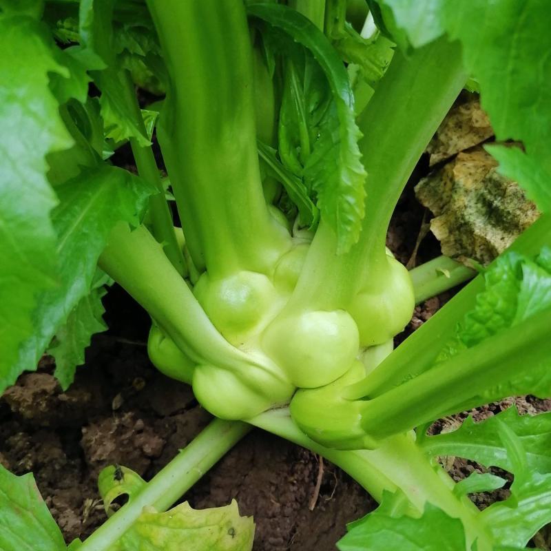榨菜（产地货，常年合作，市场货，通货均供）