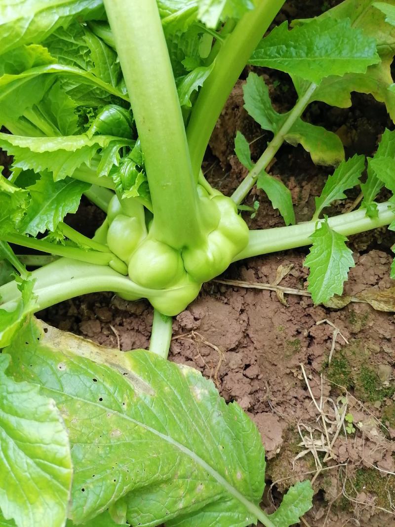 榨菜（产地货，常年合作，市场货，通货均供）