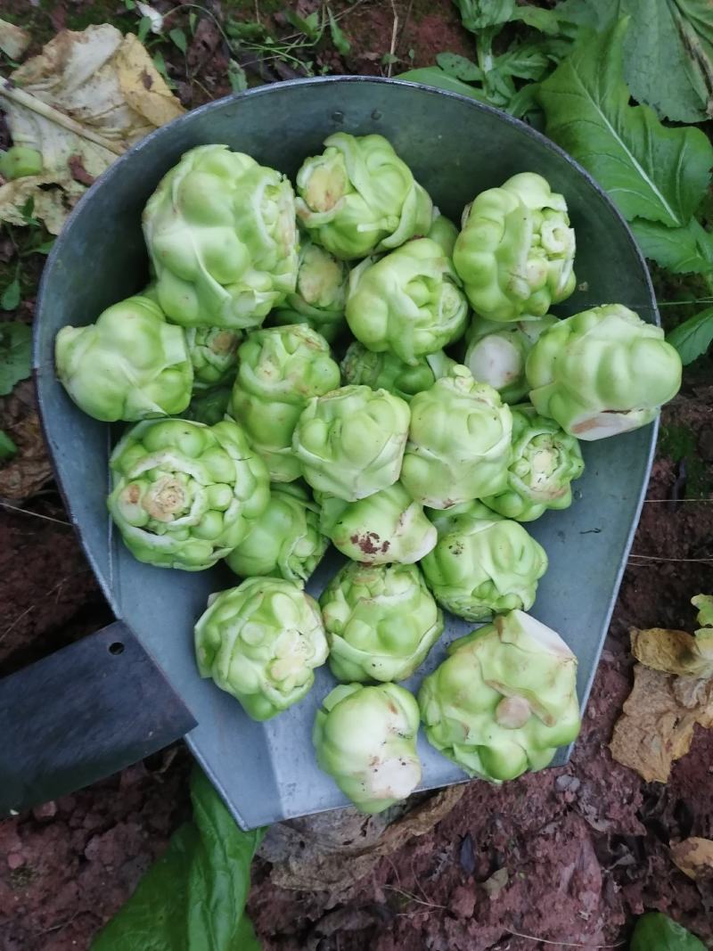 榨菜（产地货，常年合作，市场货，通货均供）