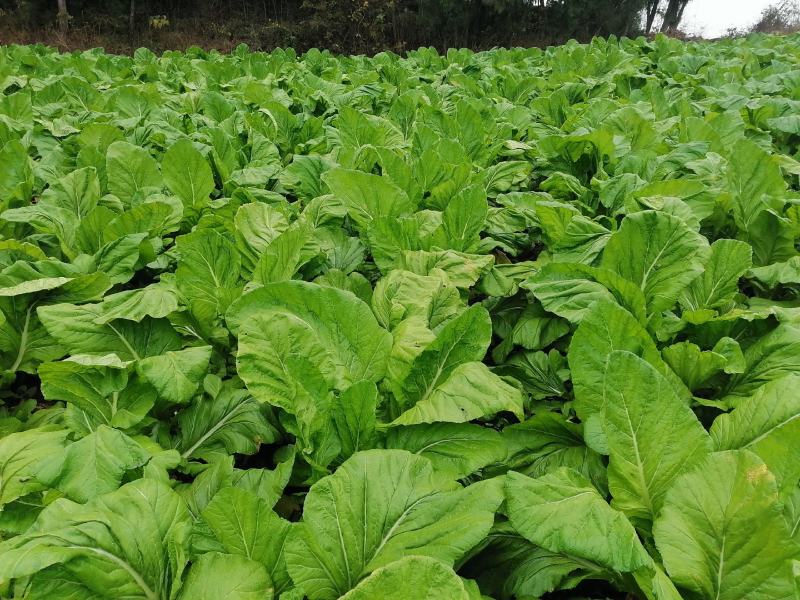 榨菜（产地货，常年合作，市场货，通货均供）