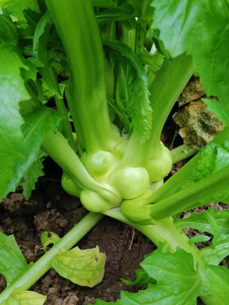 榨菜（产地货，常年合作，市场货，通货均供）