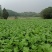 榨菜（产地货，常年合作，市场货，通货均供）