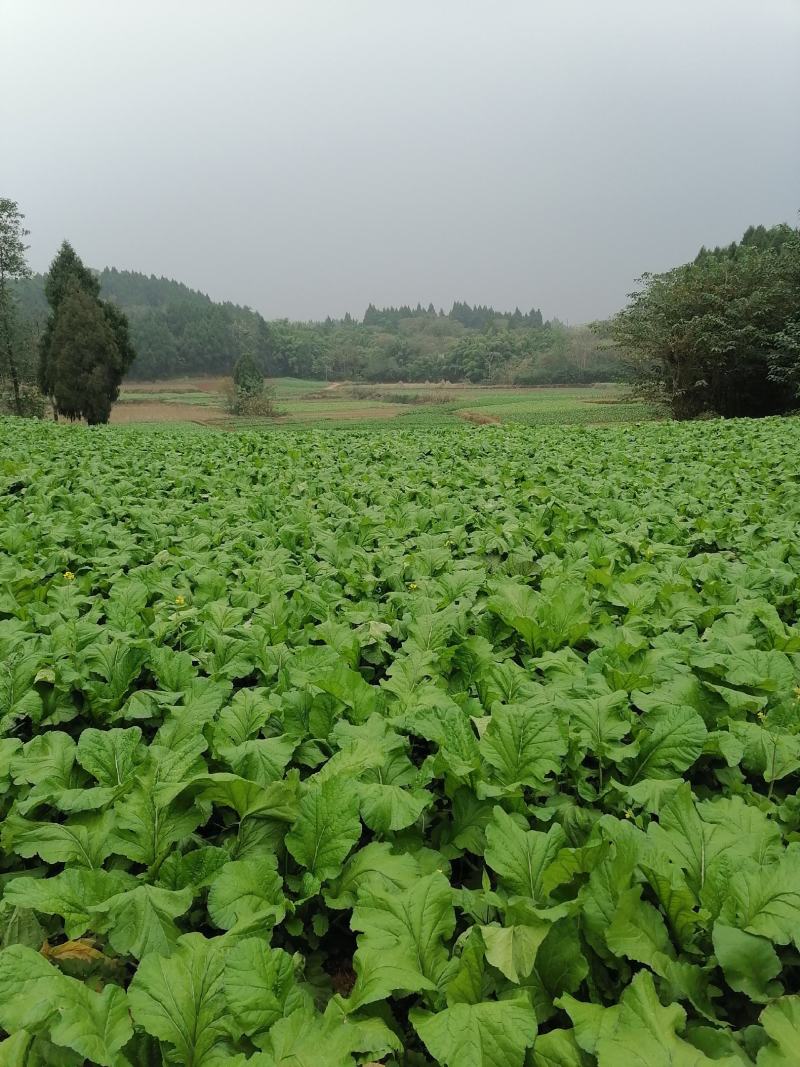 榨菜（产地货，常年合作，市场货，通货均供）