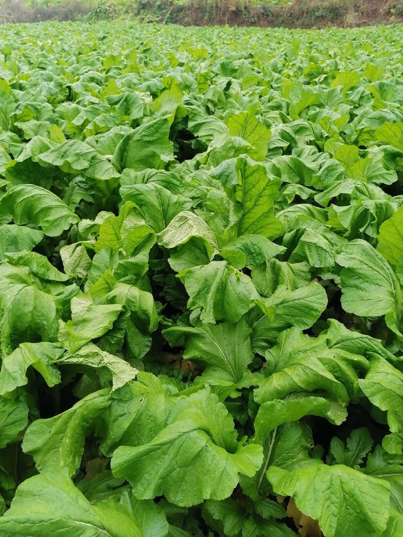 榨菜（产地货，常年合作，市场货，通货均供）