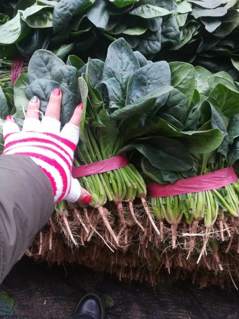 河北邯郸永年精品小叶菠菜大量供应