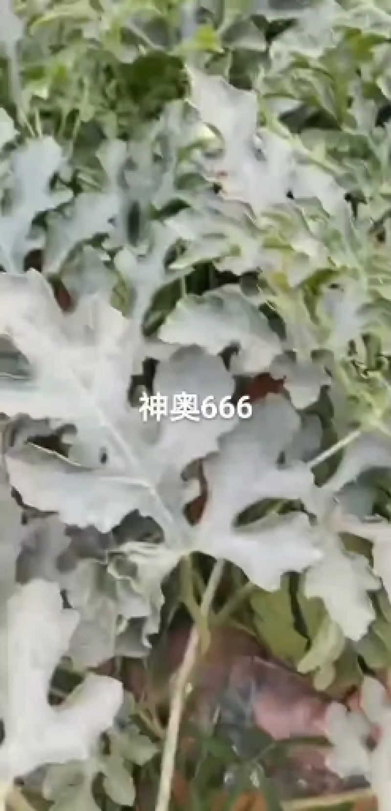 神奥666西瓜种子~品种大红瓤抗病抗裂易座果抗逆性强综大